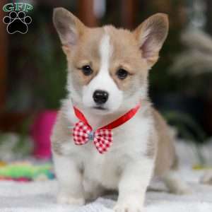 Jerry, Pembroke Welsh Corgi Puppy